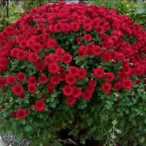 Саженцы Хризантема Бранройал (Branroyal) (Мультифлора/Борд..