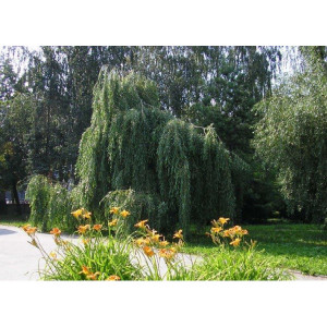 Саженцы Комплект 5шт / Ива плакучая (зеленая)