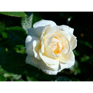 Комплект 5шт / Роза Монд Жарден (плетистая)