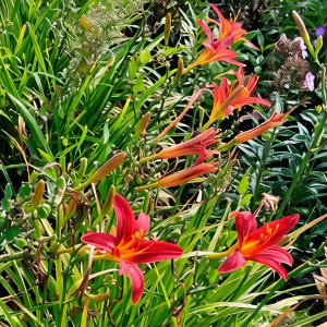 Саженцы Лилейник Сэмми Расселл (Sammy Russell)