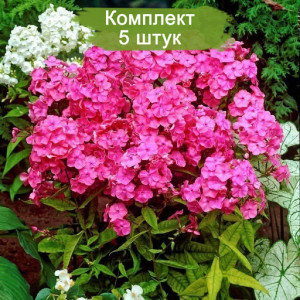 Флокс Райстром (Rijnstroom ) Флокс Райстром (Rijnstroom )